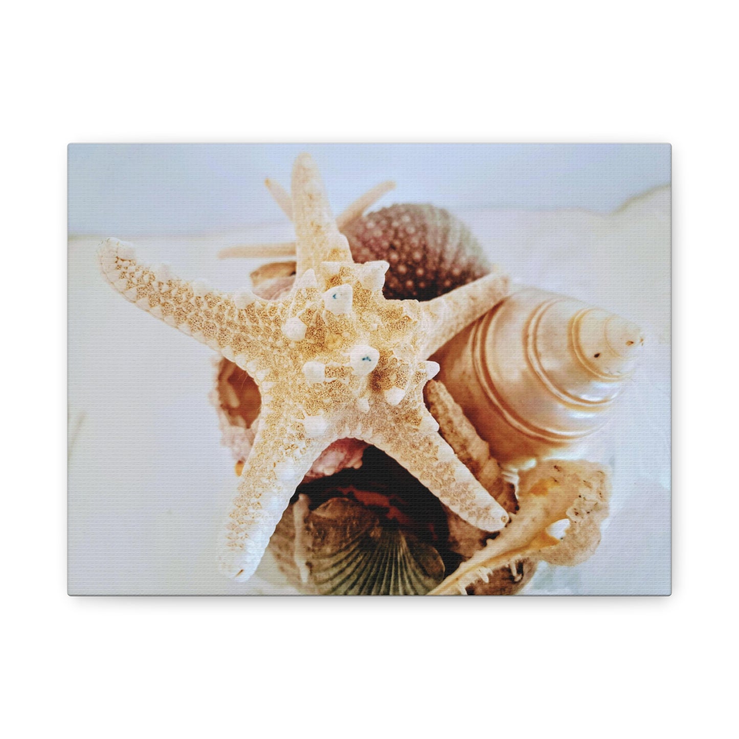 Shells 2 (canvas)