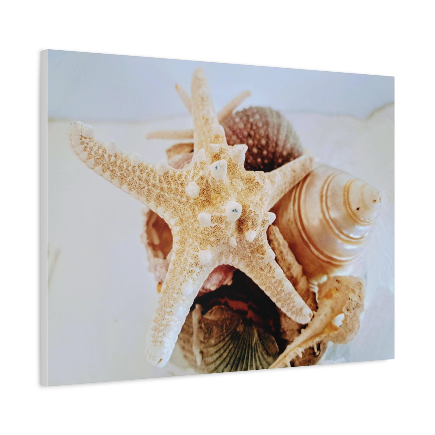 Shells 2 (canvas)