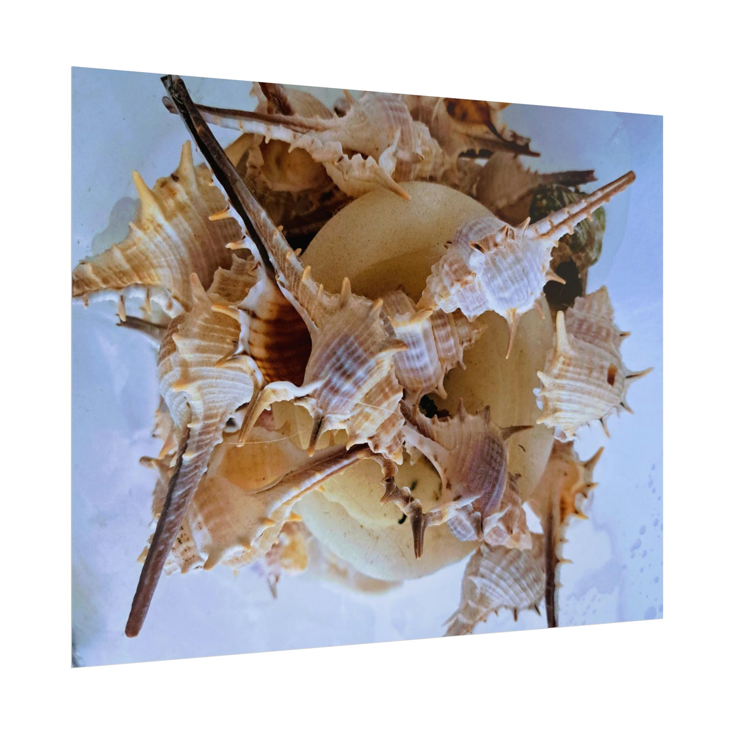 Shells (print)