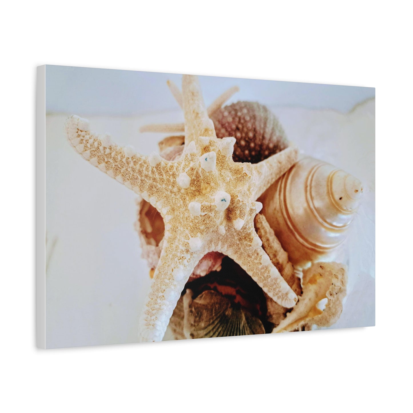 Shells 2 (canvas)