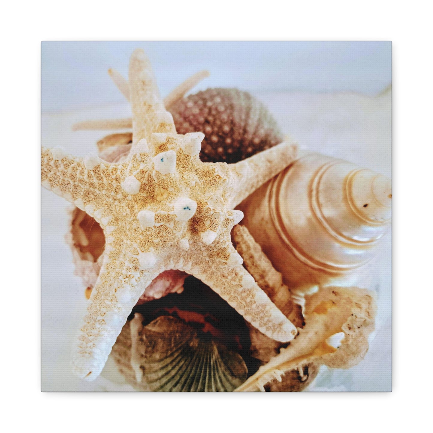 Shells 2 (canvas)