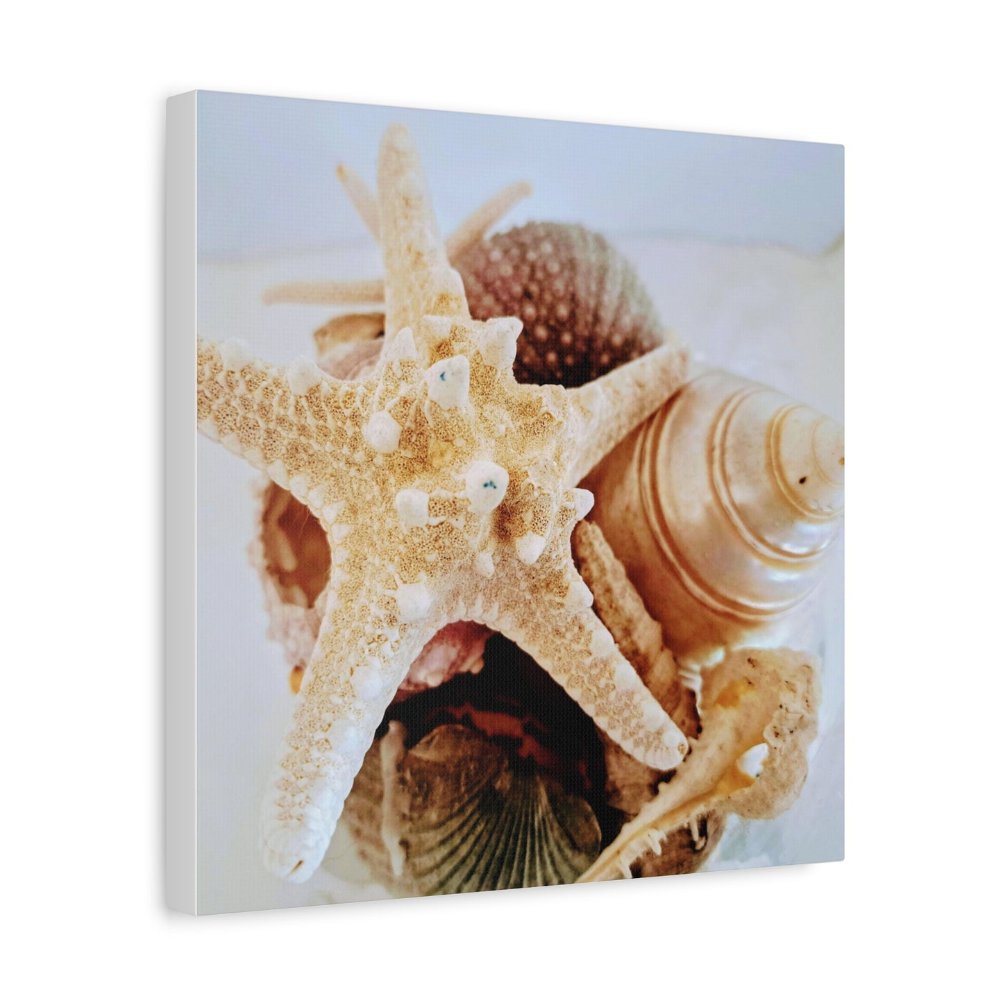 Shells 2 (canvas)