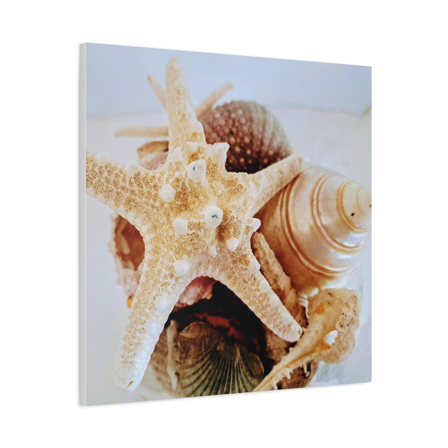 Shells 2 (canvas)