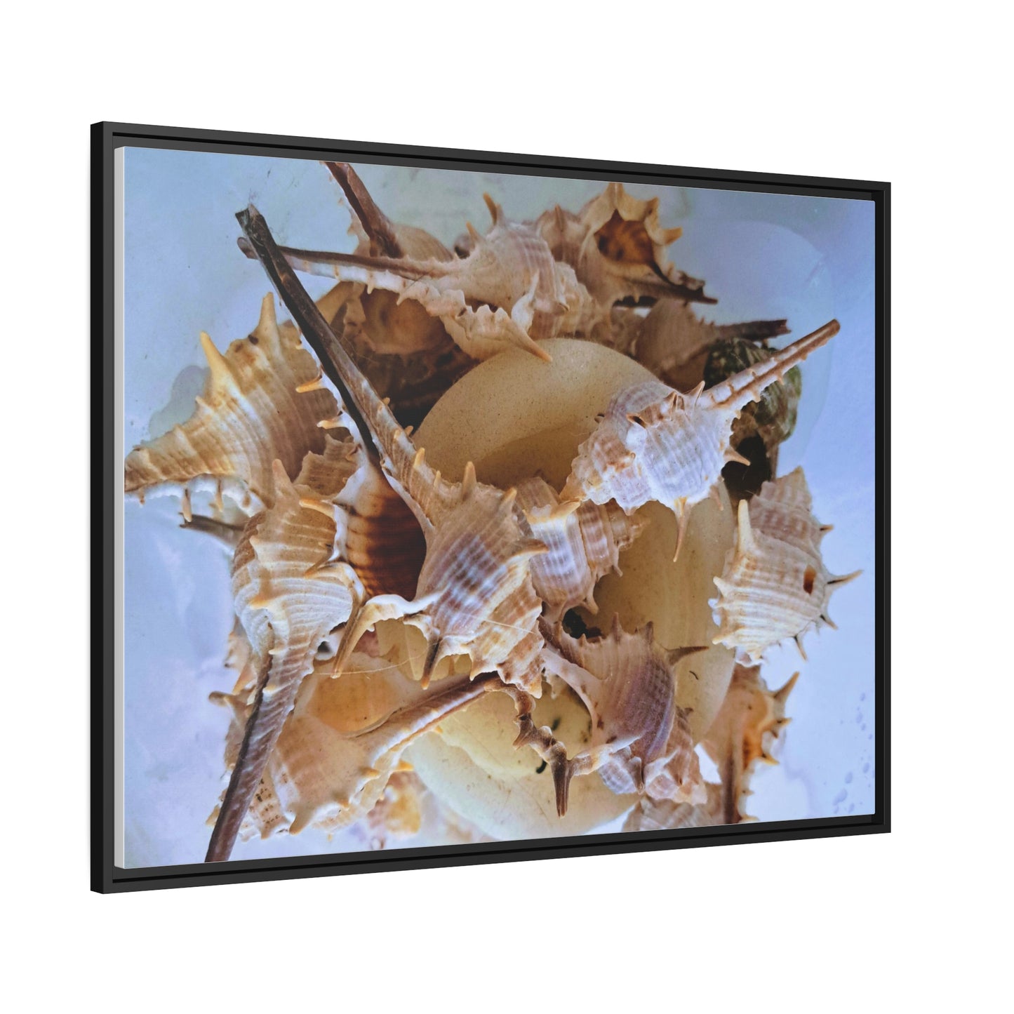 Shells (framed canvas) - Love Ya Wall Art