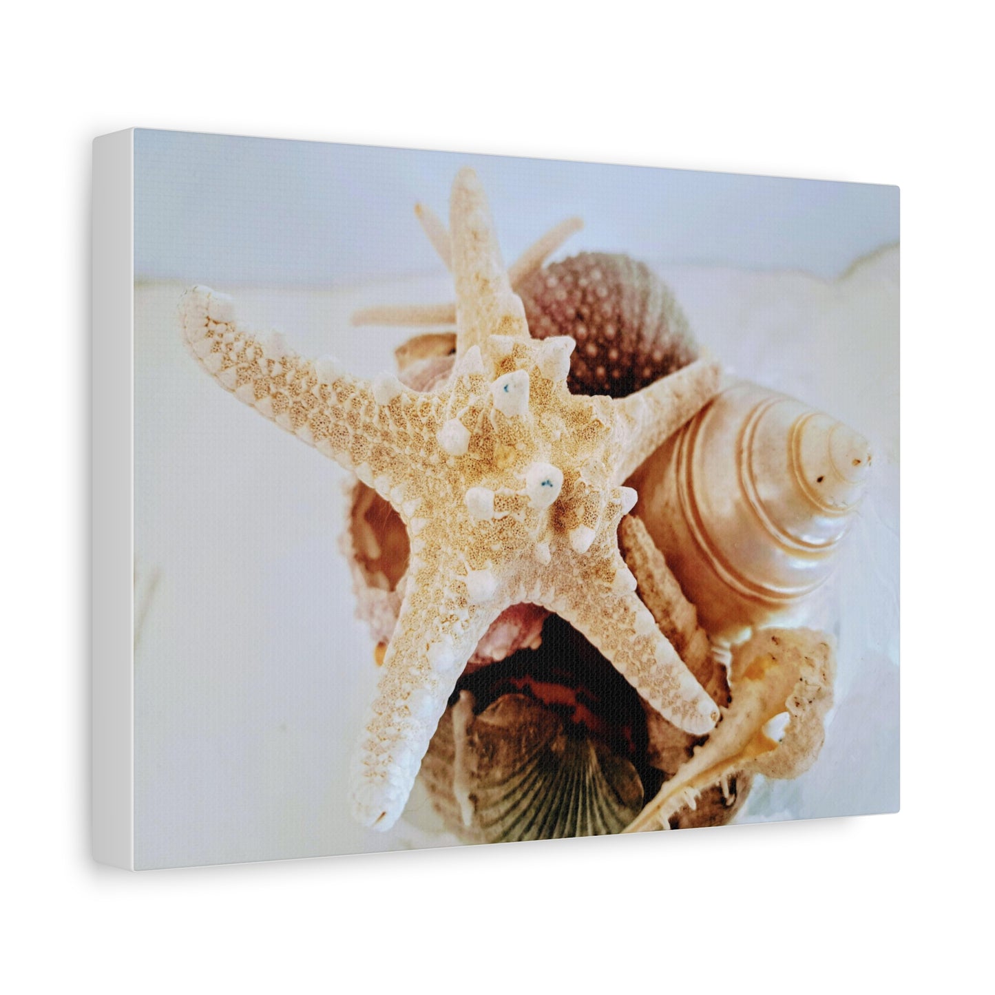 Shells 2 (canvas)