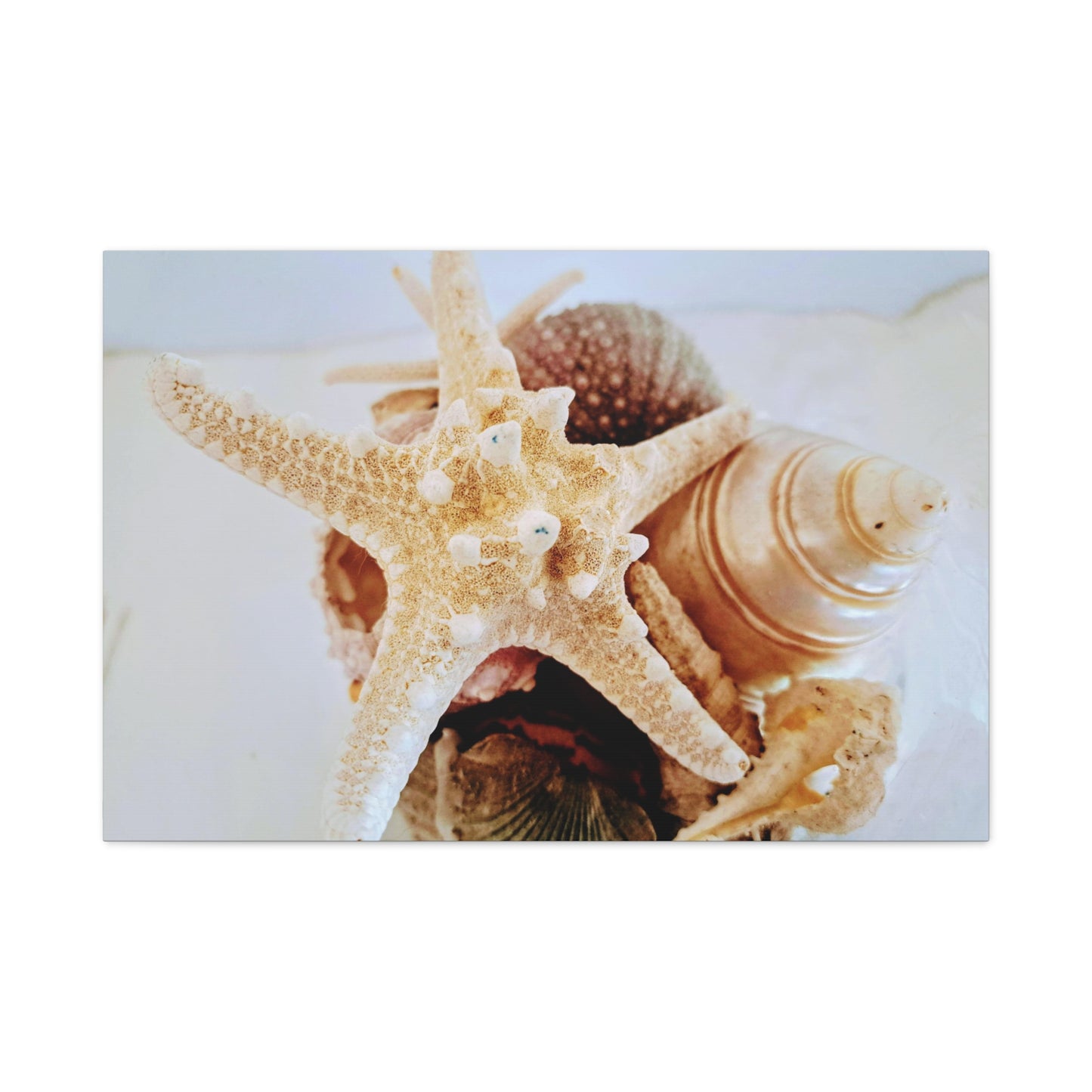 Shells 2 (canvas)