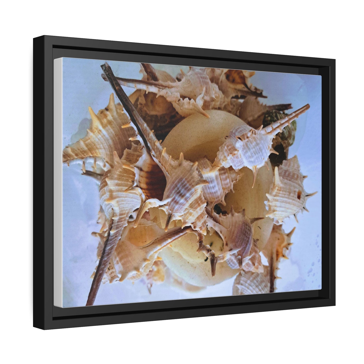 Shells (framed canvas) - Love Ya Wall Art