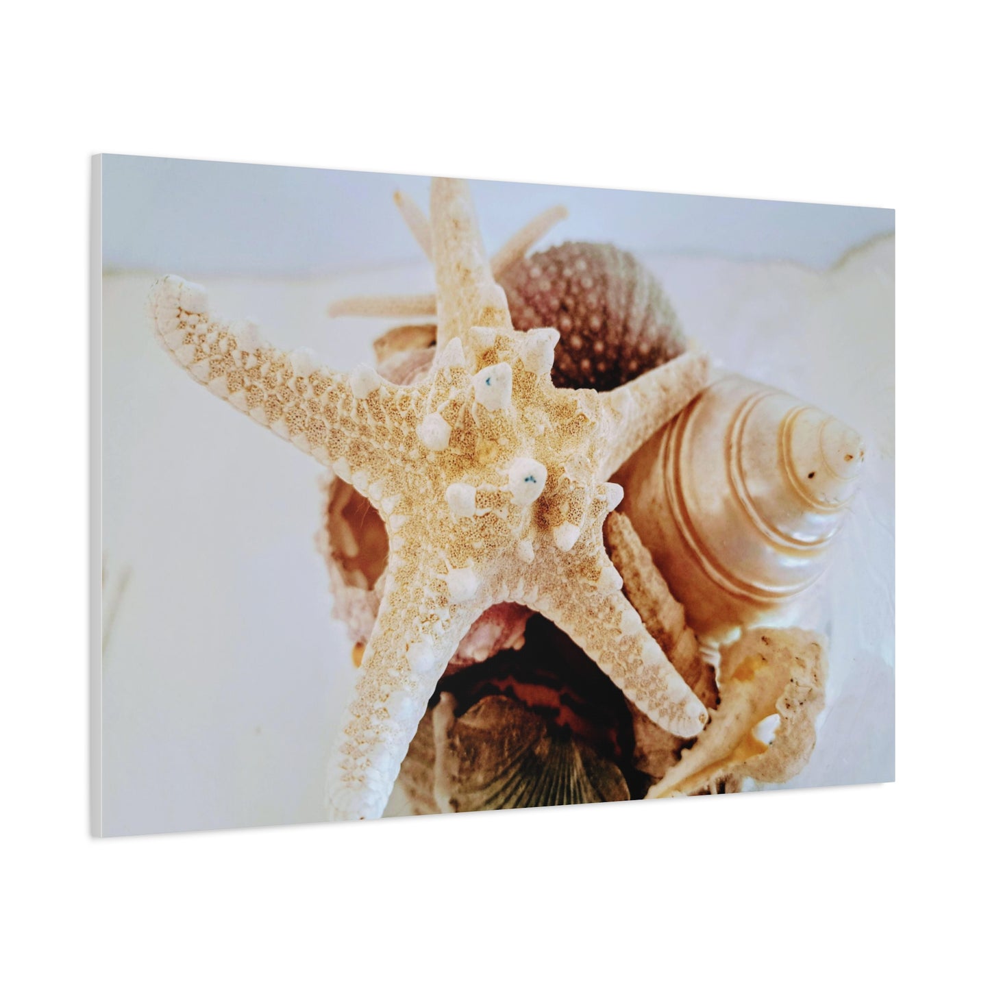 Shells 2 (canvas)