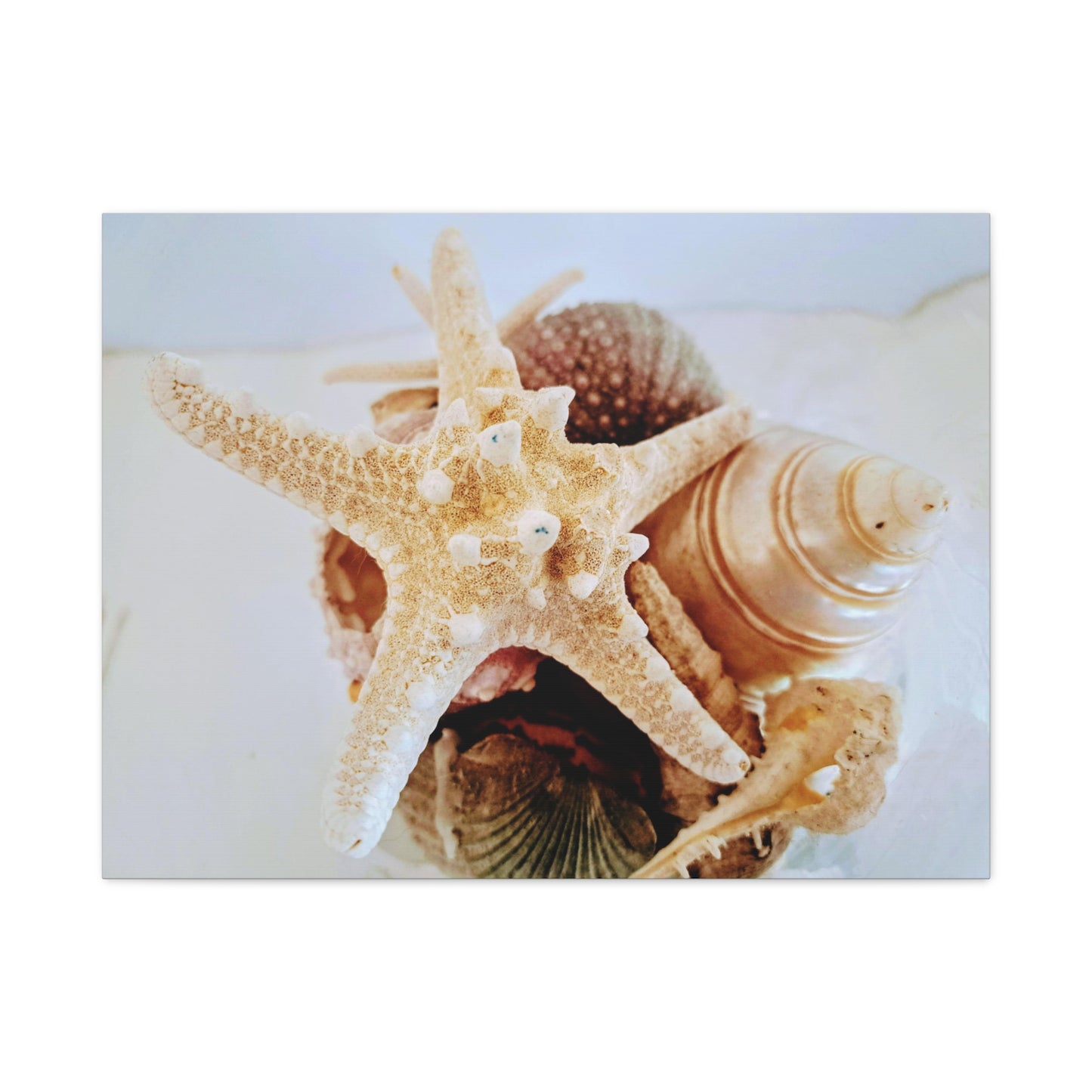 Shells 2 (canvas)