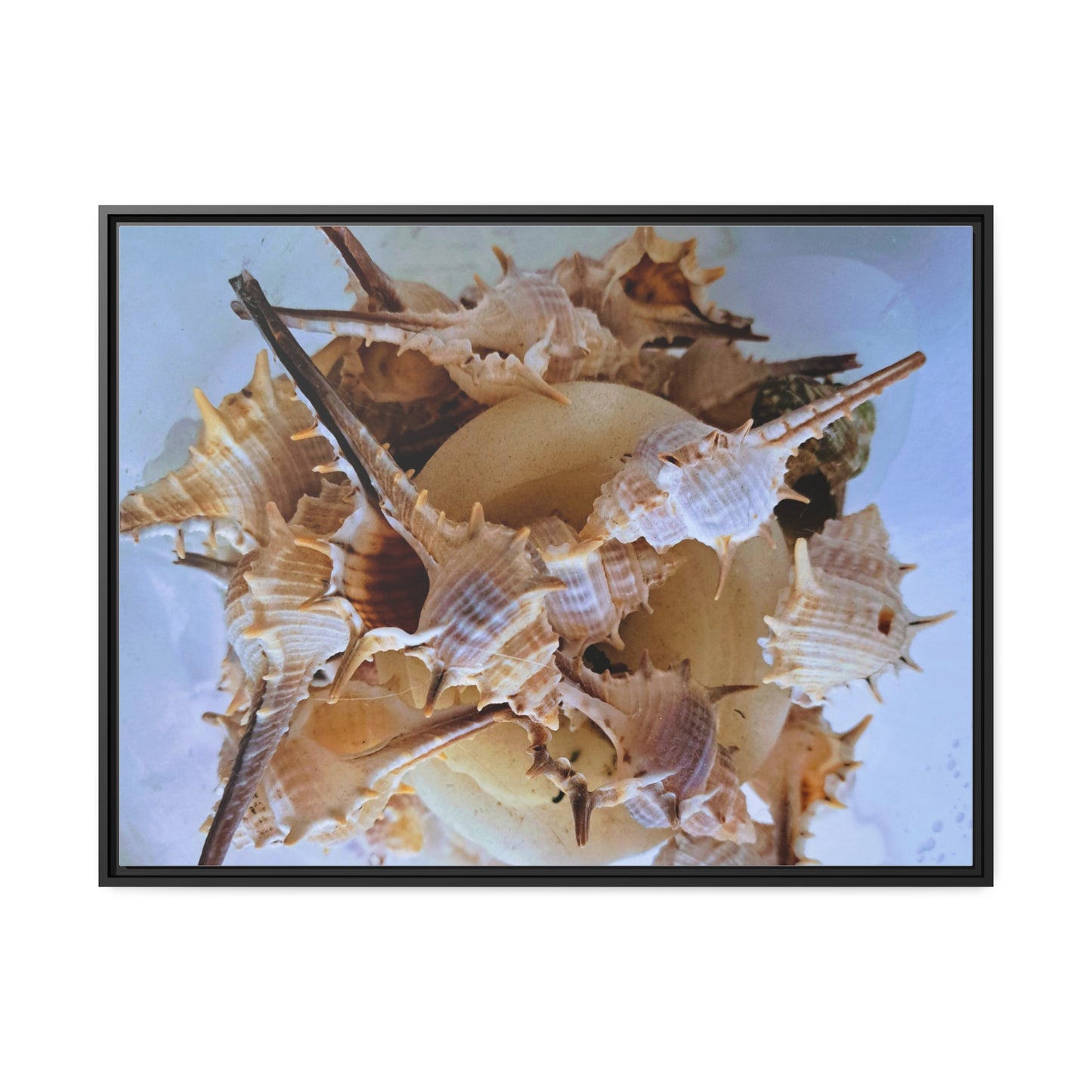 Shells (framed canvas) - Love Ya Wall Art