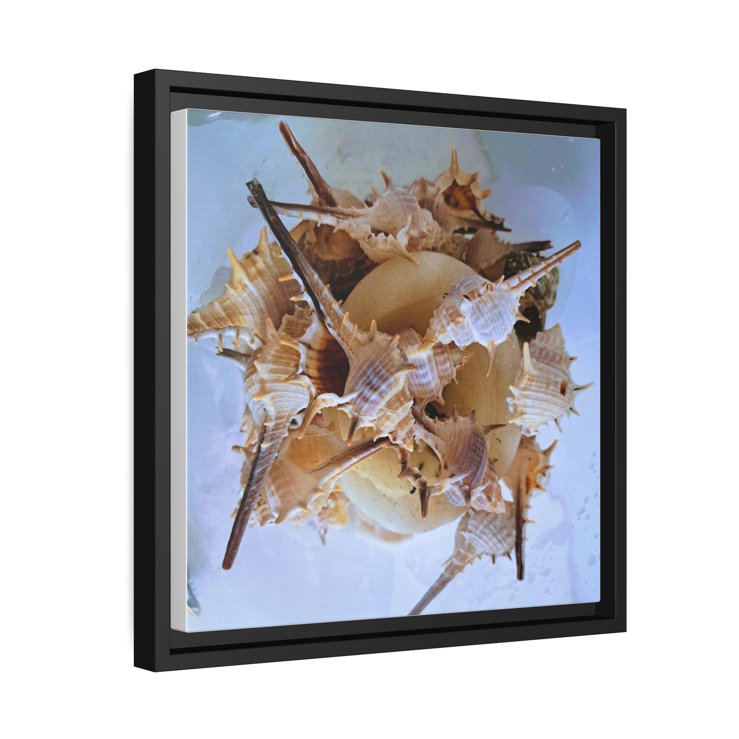 Shells (framed canvas) - Love Ya Wall Art