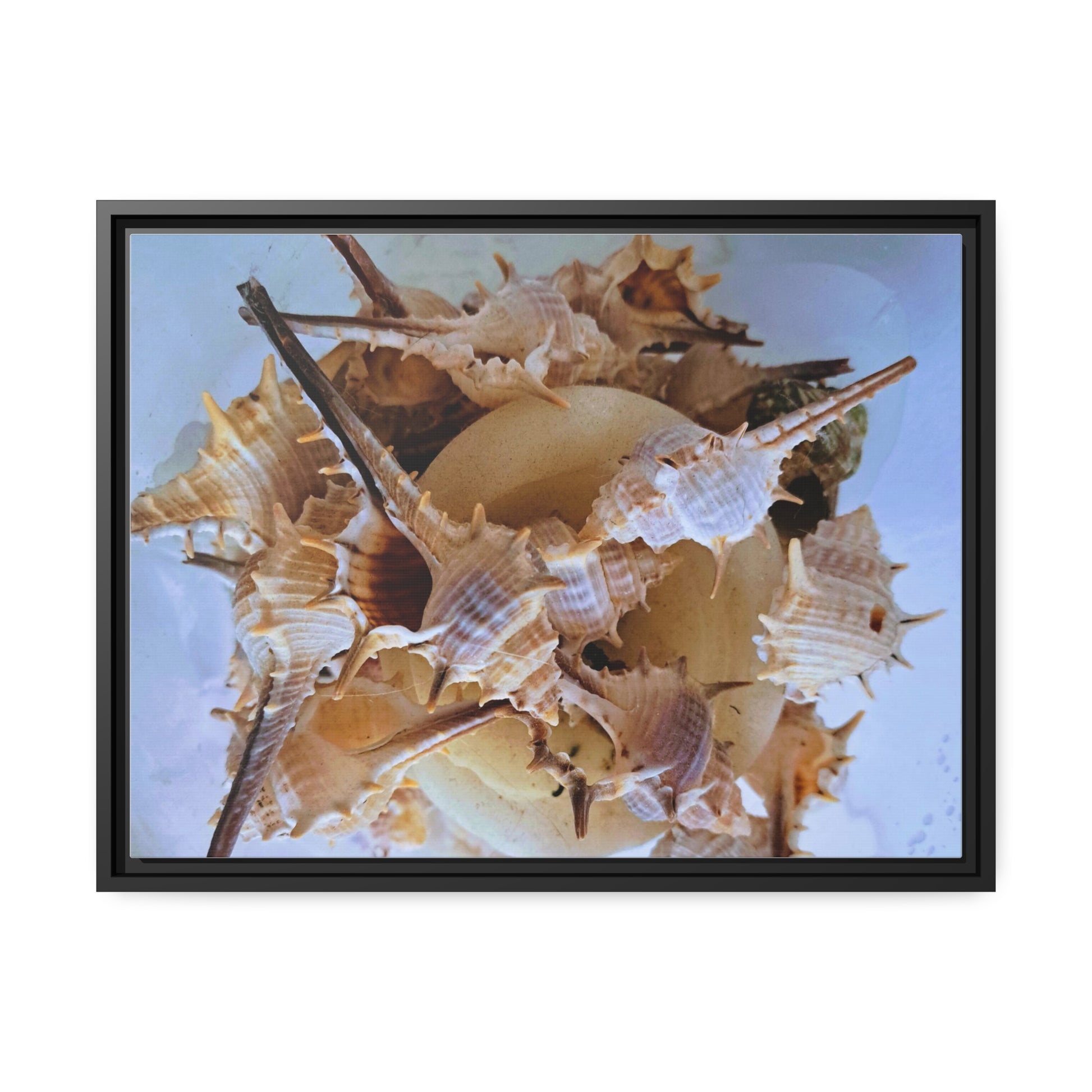 Shells (framed canvas) - Love Ya Wall Art