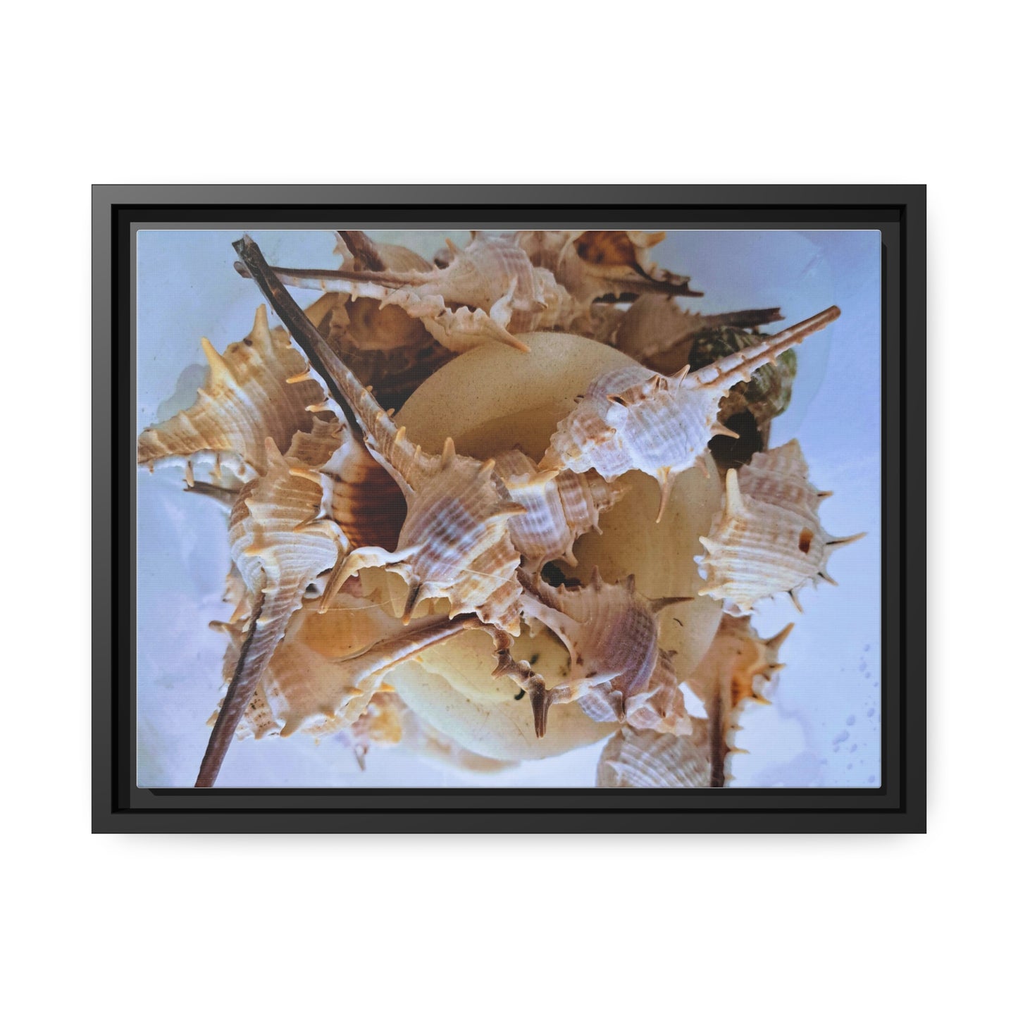 Shells (framed canvas) - Love Ya Wall Art