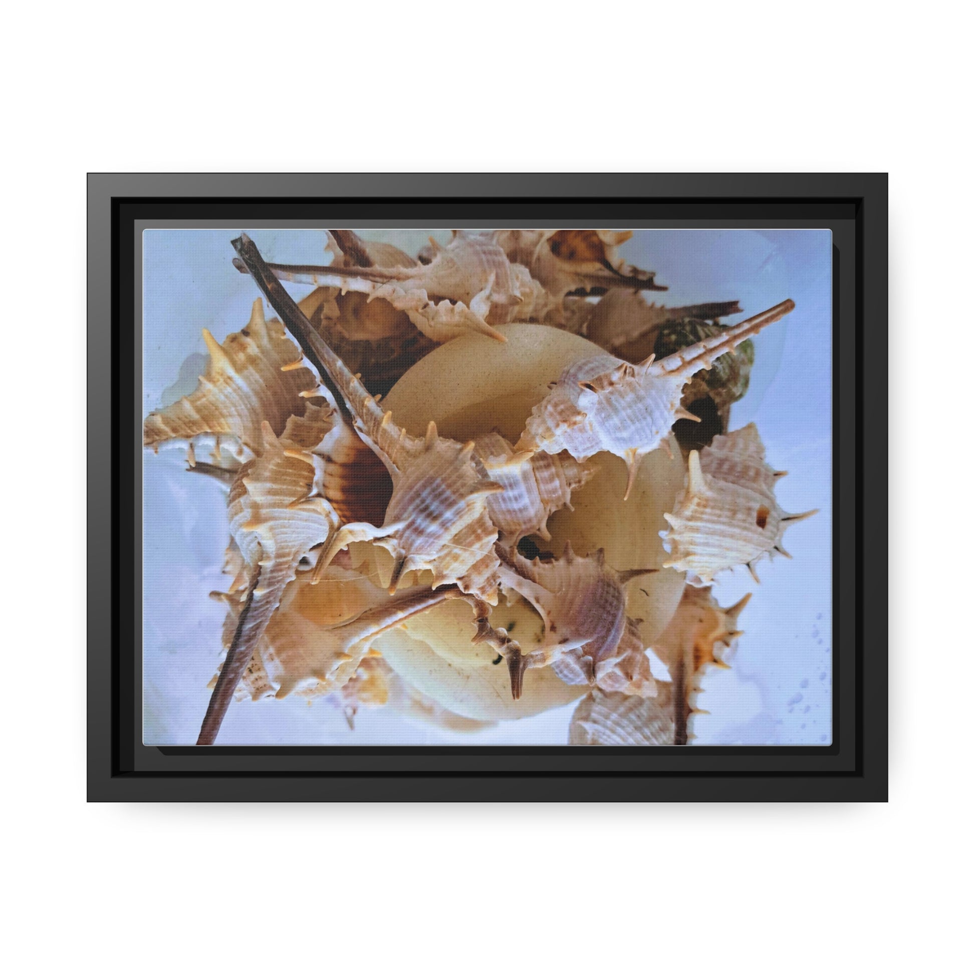 Shells (framed canvas) - Love Ya Wall Art