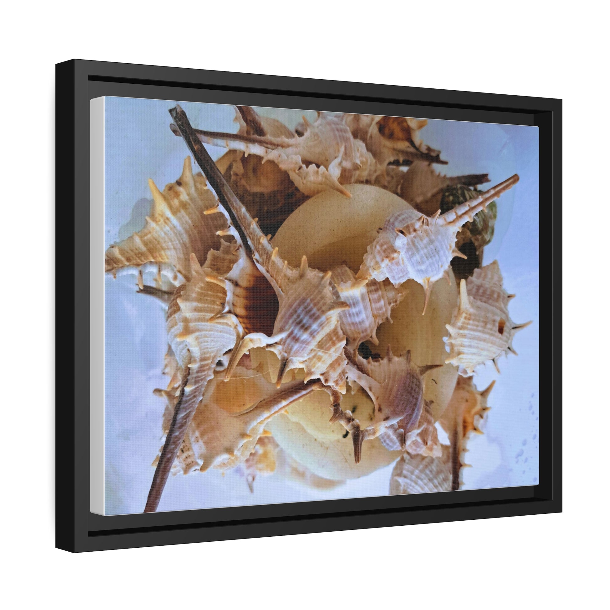 Shells (framed canvas) - Love Ya Wall Art