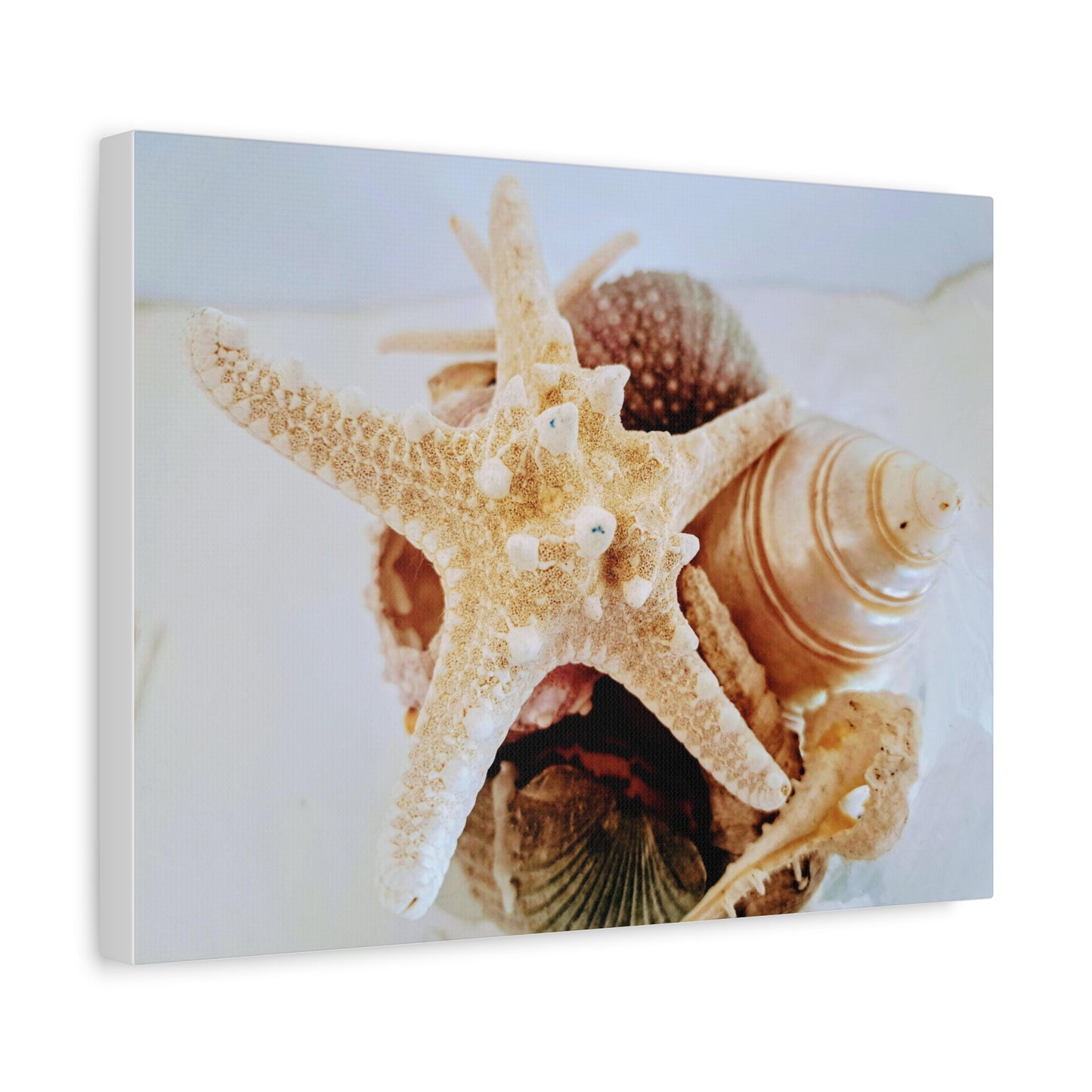 Shells 2 (canvas)